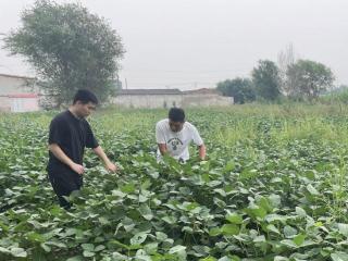 津南区举办大豆油料绿色高产种植观摩活动 扫码阅读手机版