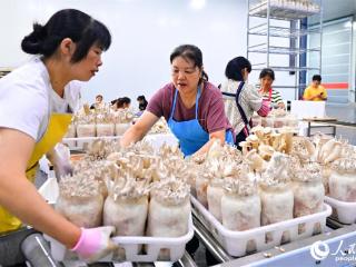 江西安远：食用菌上市供应足