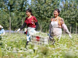 山东即墨：韭菜花盛开采收忙