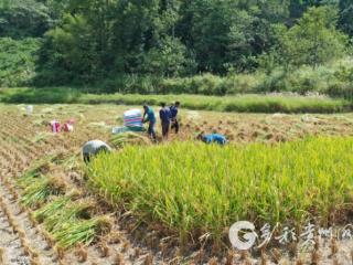 习水县三岔河镇：丰年谷飘香 粮农收割忙