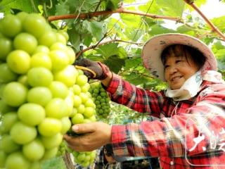 “甜蜜”瓜果迎中秋