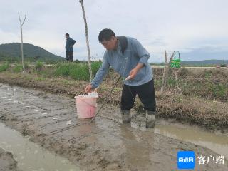 一年南繁加代两季 科研人员连续15年在海南选育水稻