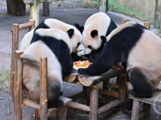 欢度中秋！重庆动物园萌货组团“吃月饼”