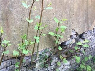 一种日本植物入侵美国本土后 当地房价暴跌 在中国却是一道美味