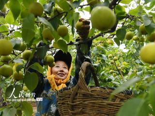 辽宁朝阳：梨园丰收采摘忙