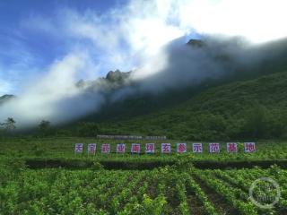 打造秦巴山区中医药强县 城口有“良方”