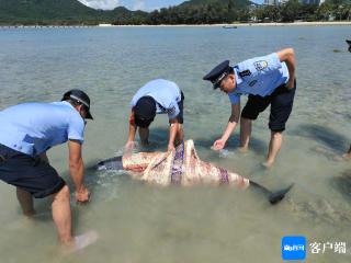 一只受伤海豚在三亚搁浅 海岸警察暖心救助