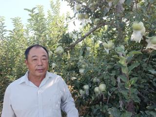 青岛平度：守望那片果树 39年坚守成就果树达人