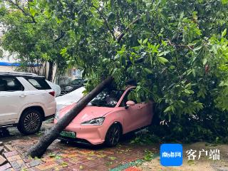 台风致三亚强降雨 部分树木倒伏砸中车辆