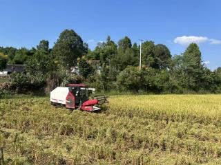 稻浪滚滚米香四溢 四川乐至县高寺镇“粮穗香”喜获丰收