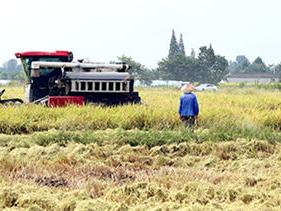 四川绵竹：34.3万亩水稻开镰收割，确保颗粒归仓