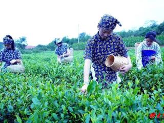 农民丰收节丨潍坊临朐：一缕茶香出山乡