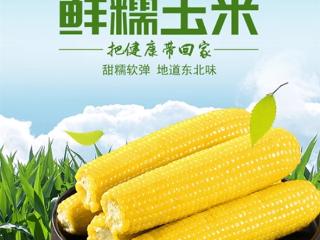 独立黄金铝膜包装：吉林省农投集东北糯玉米19.8元/8根