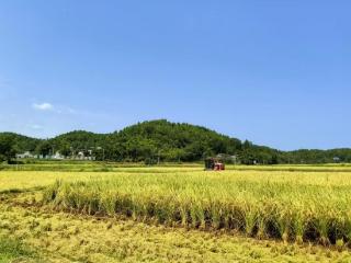 日烘干量195吨！成都东部新区首个农产品烘干中心开启试运营