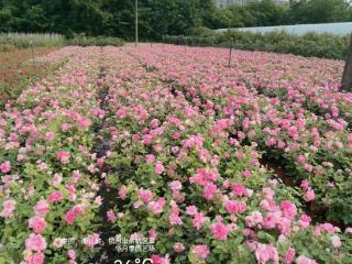 杭州最会种月季花的男人求助：能不能给我的月季花找个新家