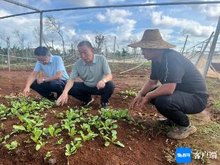 中国热科院专家助力农户恢复生产 保障蔬菜供应