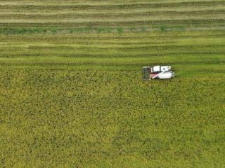 四川绵竹：34.3万亩水稻渐次成熟 田间奏响“丰收曲”