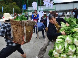 四川理县举办2024年中国农民丰收节暨理县第三届大白菜节活动