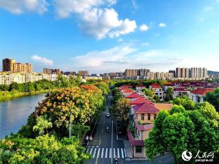 江西赣州南康区：栾树花开 城市景美