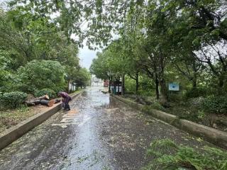 风雨中的守护者：项路村迅速除障保民生