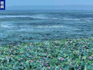 俯瞰秋日湿地 绝美壁纸已上新