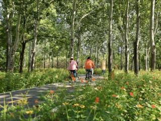 北京朝阳:打造“森林环抱、公园相伴、场景交融、多彩繁花”的花园城市