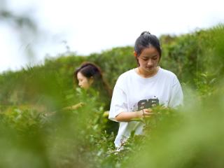 满山“大风车”，悠悠茶香扑鼻来，你怎能不爱！