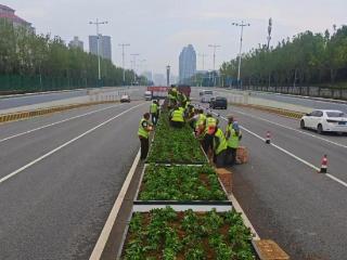 烟台加快推进国庆布景工作，65万余株草花为港城“调色添彩”