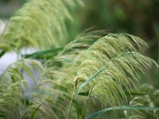 临沂：芦苇花随风摇曳