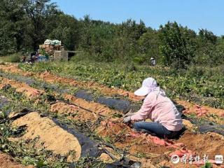 从偶然走红到风靡全国，揭秘“烟薯25”的甜蜜传奇