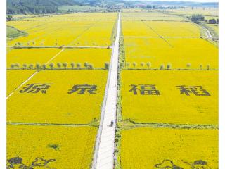 稻花香里说丰年丨中国式丰收场景有多震撼