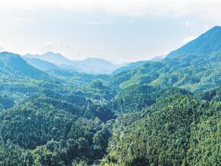 荒山→林海→茶果飘香，一个自然保护区50年的升级路