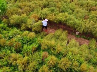 赣州蓉江新区：小小扫把草 “扫”出村民增收“新路子”