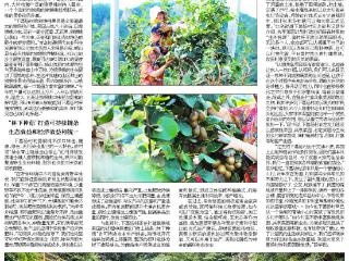 北宅街道下葛场村：种植猕猴桃 致富路更宽