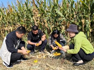 农技人员深入田间地头，测产增效助力农民增收