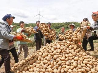 贵州威宁：“小土豆”链出大产业