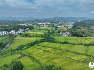 江西共青城：风吹稻浪美 田园秋色浓