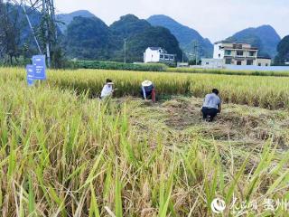 贵州：科技进田间 助农“结硕果”