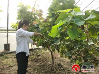 德州市陵城区丁庄镇：“阳光玫瑰”点缀乡村振兴画卷，葡萄藤上结出共富硕果