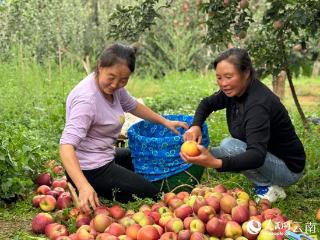 云南昭通：“高原苹果之城”喜迎丰收