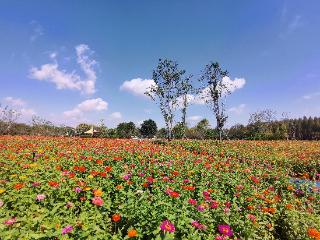 焕新启航，济南鲜花港邀你共赏百亩花海