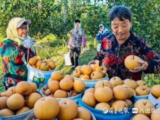 100多亩皇尊蜜梨园飘果香，乐陵社员丰收忙