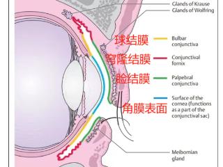 灰尘、睫毛……进到眼睛里的异物 最后都去哪儿了啊