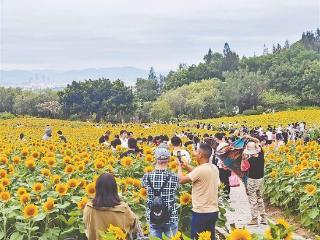 翔安香山50亩向日葵全面绽放