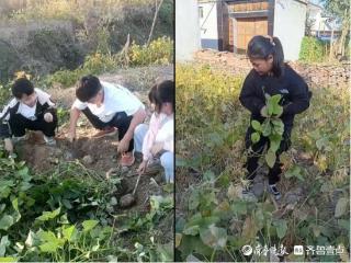 巨野县吕官屯小学开展“春华秋实，岁物丰成”劳动实践周活动‌