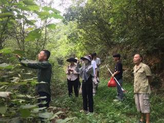 巢湖市散兵镇山里，发现“国宝级”植物秤锤树