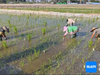 国庆我在岗 | 这个假期 他在南繁育种田里过