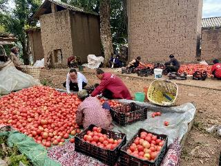 红果果变“金果果”双柏大麦地镇西红柿喜迎丰收