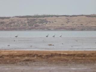 卷羽鹈鹕再现：滨州贝壳堤岛与湿地国家级自然保护区的奇迹