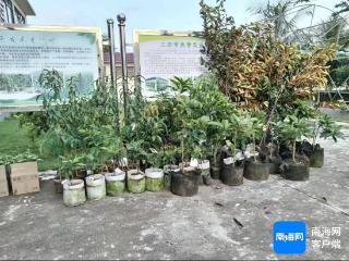 三亚热科院崖州基地新引种14种热带果树